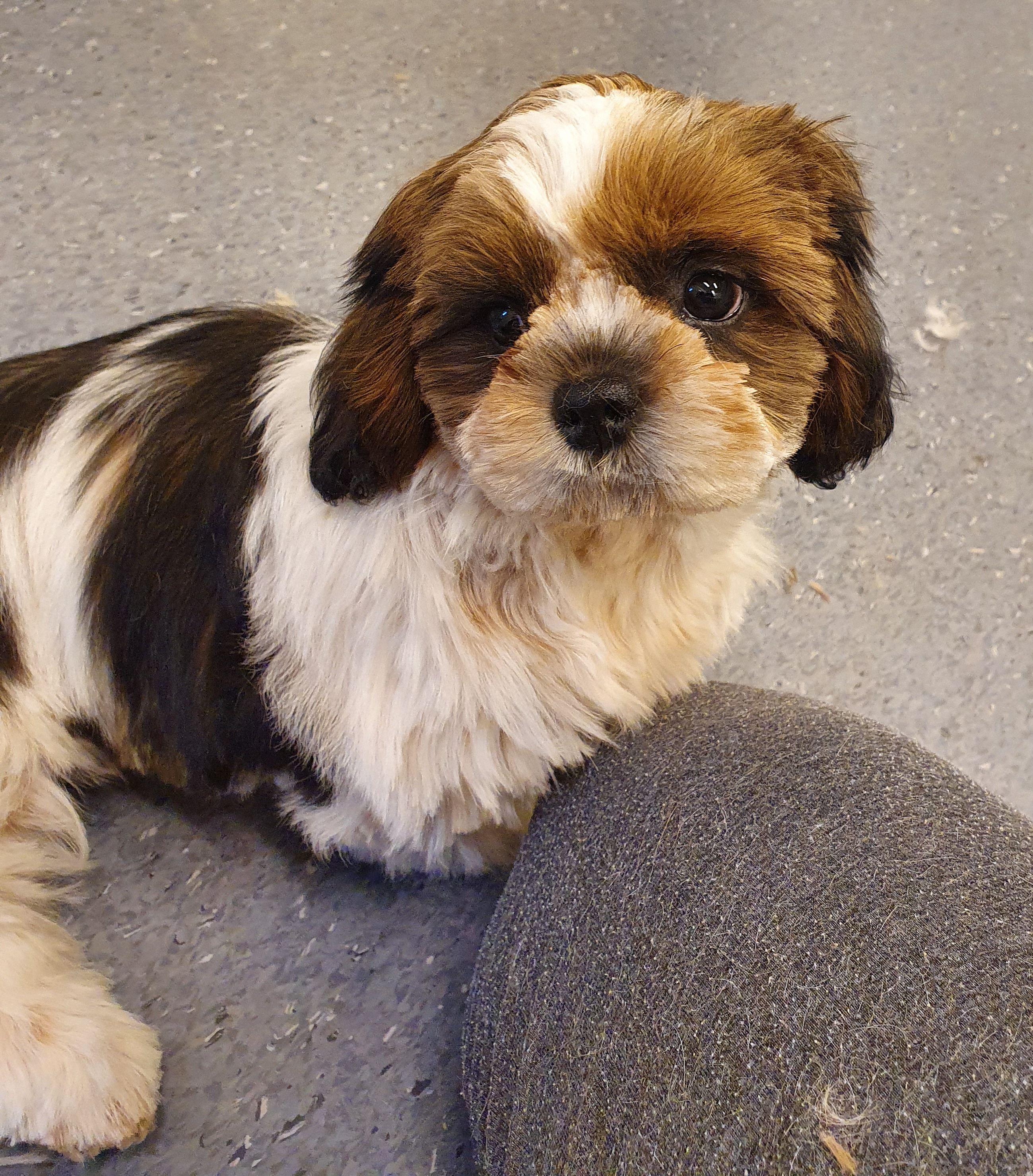 Donna shihtzu valp