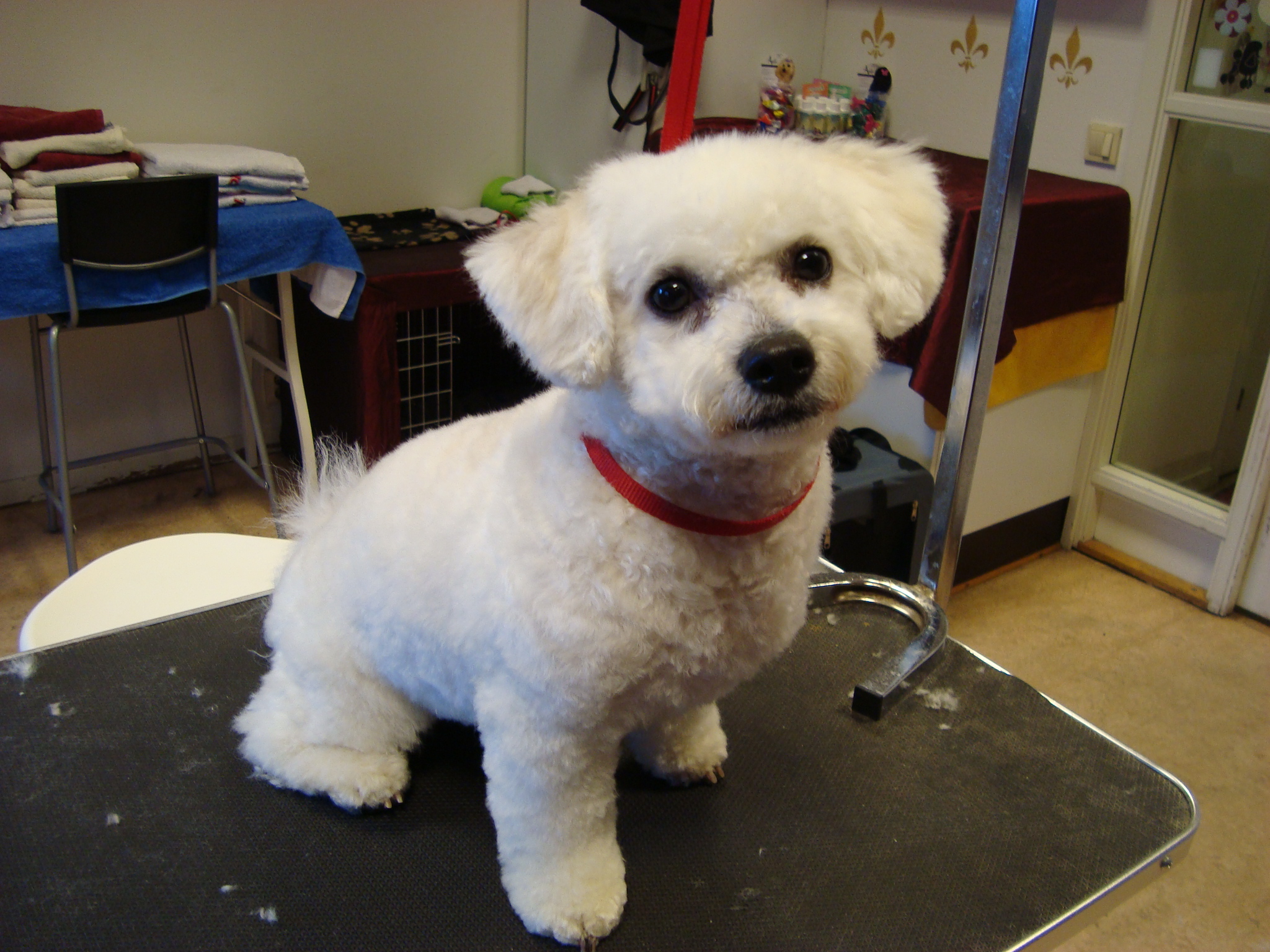 bichon frise, Molle, nalle 2