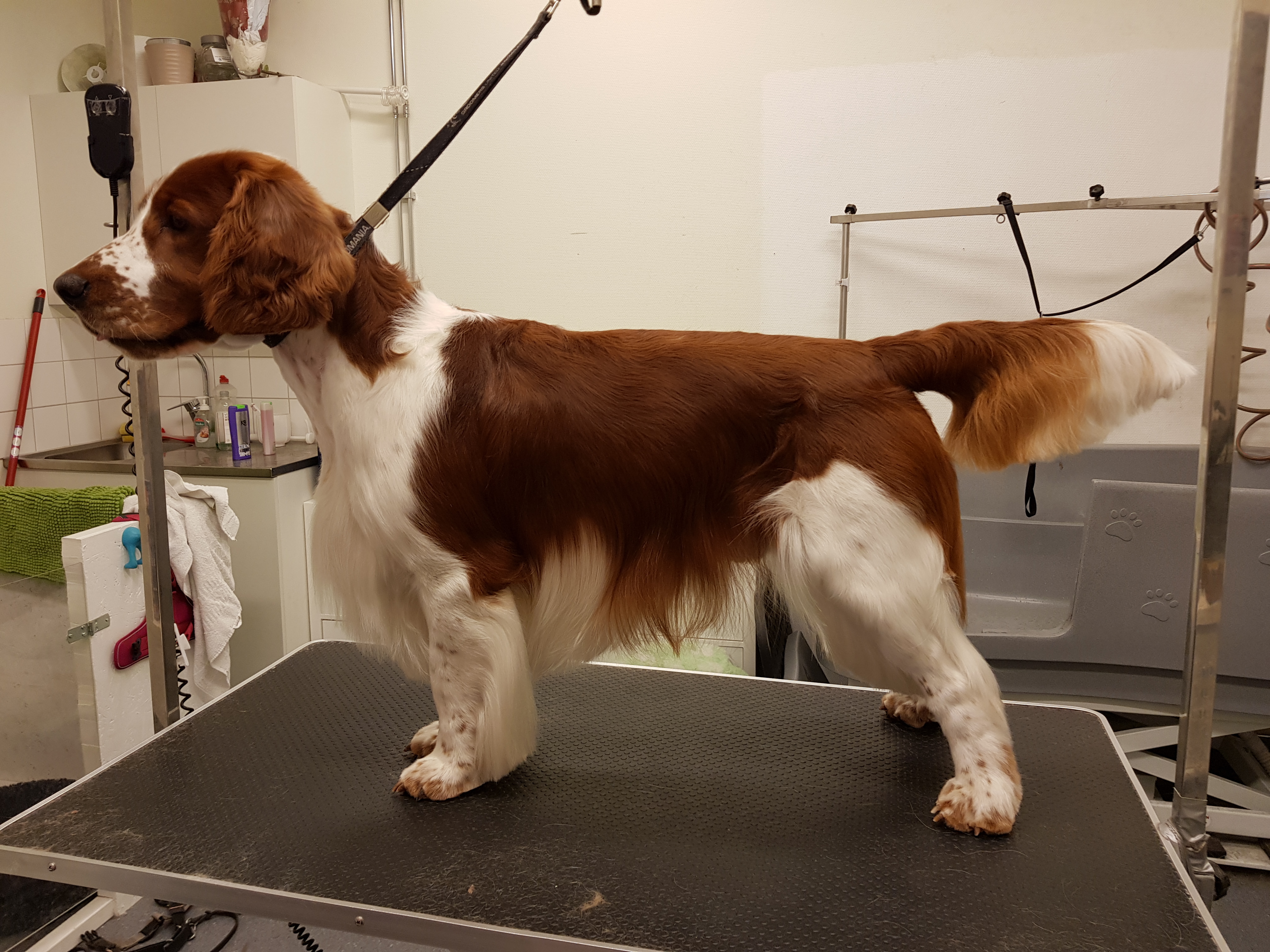 casey trim 2