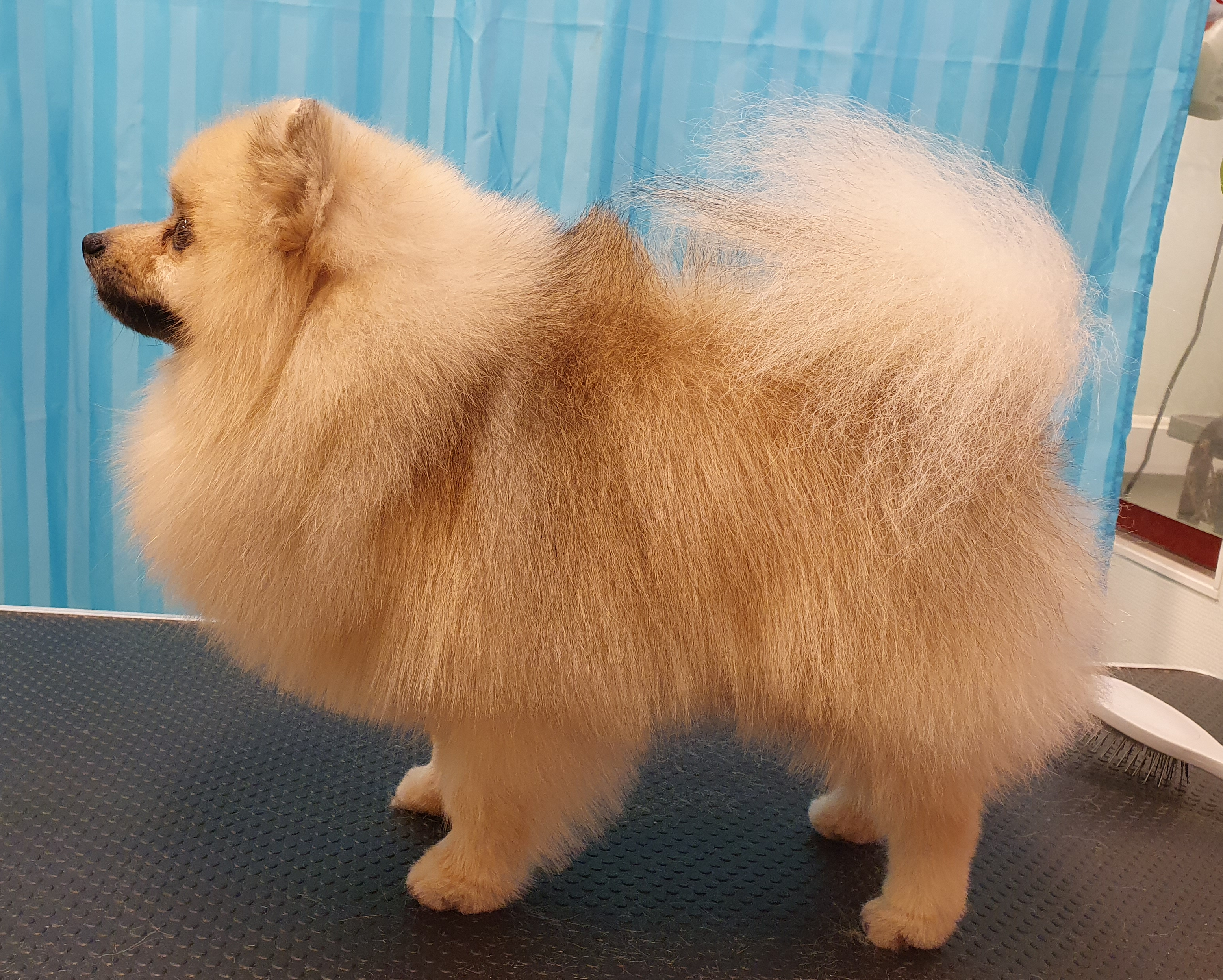 leo pomeranian