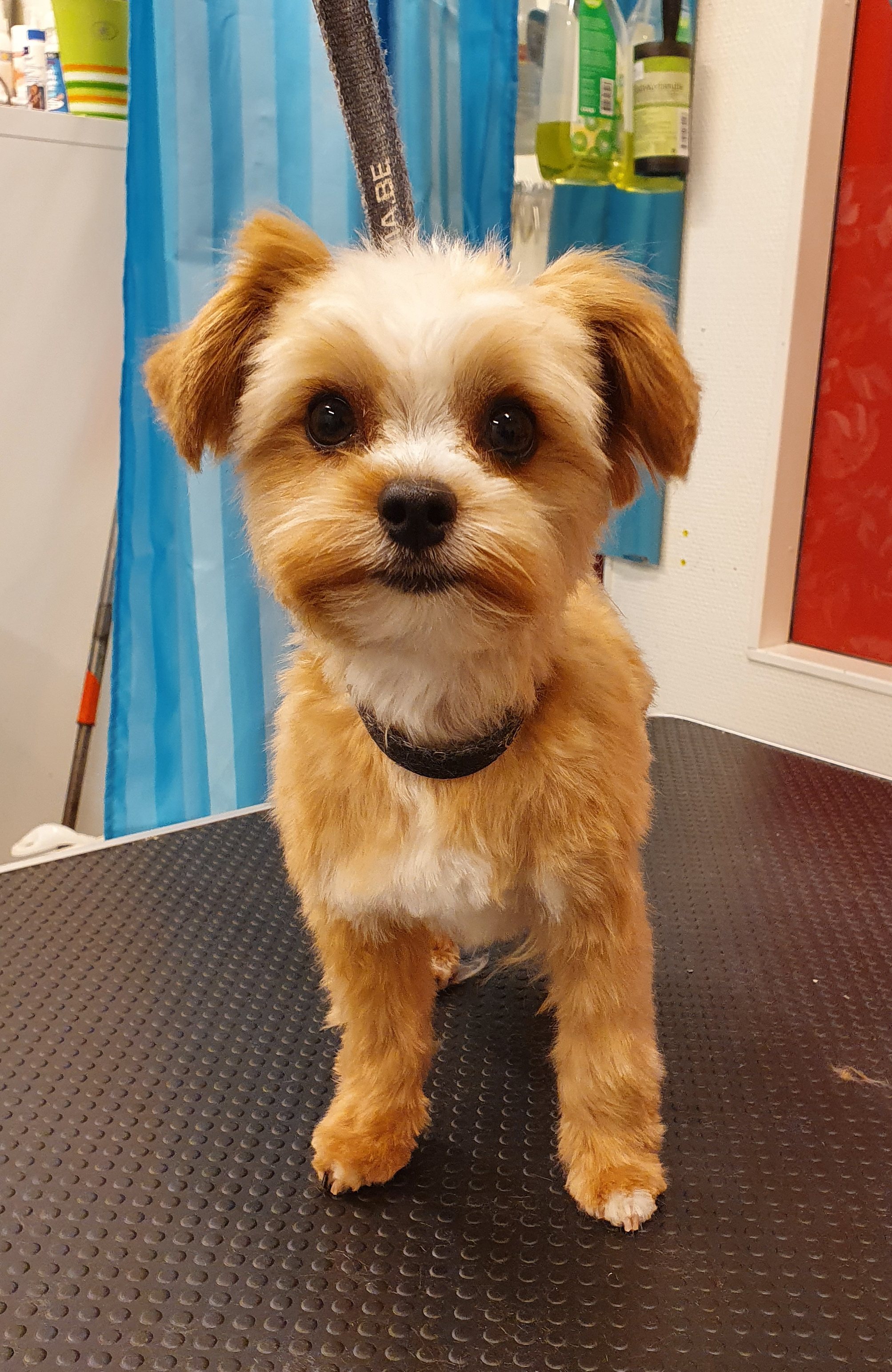 svante biewerterrier valp