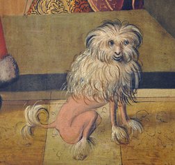 Lejonklippt liten hund, 1500-tal